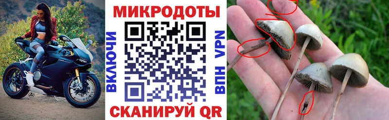гидра ссылка  Рудня  Псилоцибиновые грибы GOLDEN TEACHER 